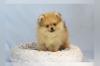 Puppies for sale Romania, Constanta Pomeranian Spitz