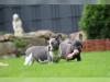 Puppies for sale Latvia, Cesis French Bulldog