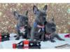 Puppies for sale Latvia, Balvi French Bulldog