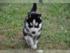 Puppies for sale USA, California, Los Angeles , husky