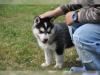 Puppies for sale Sweden, Helsingborg , husky