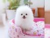 Puppies for sale Latvia, Ventspils Pomeranian Spitz