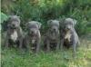 Puppies for sale Greece, Larissa American Pit-Bull Terrier