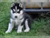 Puppies for sale Romania, Brasov , husky