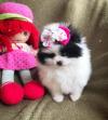 Puppies for sale Ireland, Cork Pomeranian Spitz