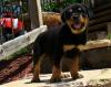 Puppies for sale Austria, Vienna Rottweiler