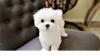 Puppies for sale Estonia, Sillamyae Maltese