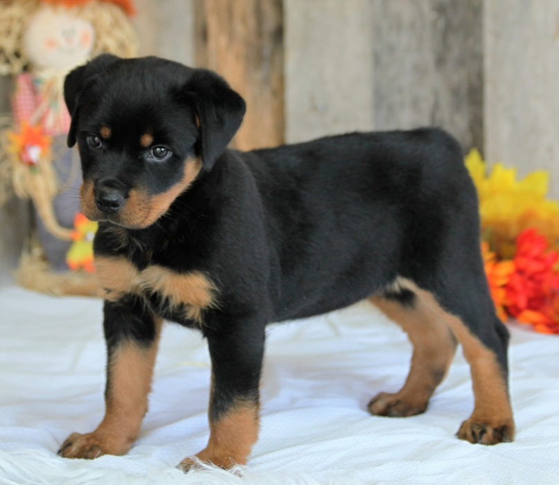 Puppies for sale Russia, Moscow Rottweiler