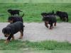 Puppies for sale Malta, Valletta Rottweiler