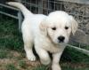 Puppies for sale Slovakia, Gottwald Golden Retriever