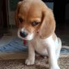 Puppies for sale Hungary, Budapest Beagle