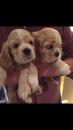 Puppies for sale Latvia, Saldus Cocker Spaniel