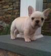 Puppies for sale Greece, Thessaloniki French Bulldog