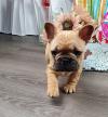 Puppies for sale Luxembourg, Luxembourg French Bulldog