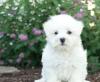 Puppies for sale France, Marseille Maltese