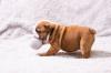 Puppies for sale Uzbekistan, Tashkent English Bulldog