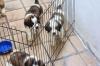 Puppies for sale Austria, Vienna Other breed