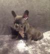 Puppies for sale Luxembourg, Luxembourg French Bulldog