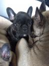 Puppies for sale Greece, Larissa French Bulldog