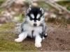 Puppies for sale Ireland, Dublin Haski