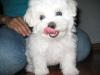 Puppies for sale Ireland, Dublin Maltese