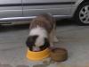 Puppies for sale Sweden, Stockholm Other breed