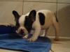 Puppies for sale Bulgaria, Sofia French Bulldog