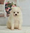 Puppies for sale Belarus, Brest Pomeranian Spitz