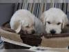 Puppies for sale Belgium, Bruges Labrador