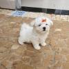 Puppies for sale Slovenia, Dimitrovgrad Maltese