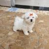 Puppies for sale Czech Republic, Luhacovice Maltese