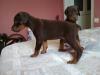 Puppies for sale Hungary, Gyor Doberman