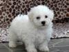 Puppies for sale Slovakia, KE Bichon