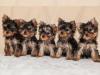 Puppies for sale Romania, Bucharest Yorkshire Terrier