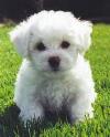 Puppies for sale Latvia, Riga Bichon