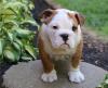Puppies for sale Georgia, Zugdidi English Bulldog