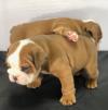 Puppies for sale Russia, Barnaul English Bulldog