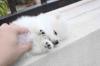 Puppies for sale Finland, Helsinki Pomeranian Spitz