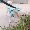 Puppies for sale Lithuania, Anykshiai Chihuahua