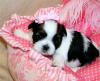 Puppies for sale Ukraine, Khmelnitsky Shih Tzu