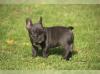 Puppies for sale Russia, Ekaterinburg French Bulldog