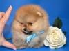 Puppies for sale Bulgaria, Sofia Pomeranian Spitz