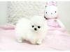 Puppies for sale Poland, Bytom Pomeranian Spitz