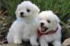 Puppies for sale United Kingdom, Aberdeen Maltese