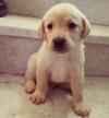 Puppies for sale Ukraine, Cherkasy Labrador Retriever