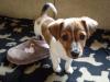 Puppies for sale Lithuania, Gargzdai Jack Russell Terrier