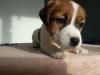 Puppies for sale Czech Republic, Prague Jack Russell Terrier