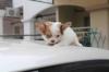Puppies for sale Czech Republic, Prague Chihuahua