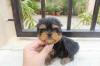 Puppies for sale Latvia, Tukums Yorkshire Terrier