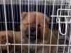 Puppies for sale Lithuania, Anykshiai Chow Chow